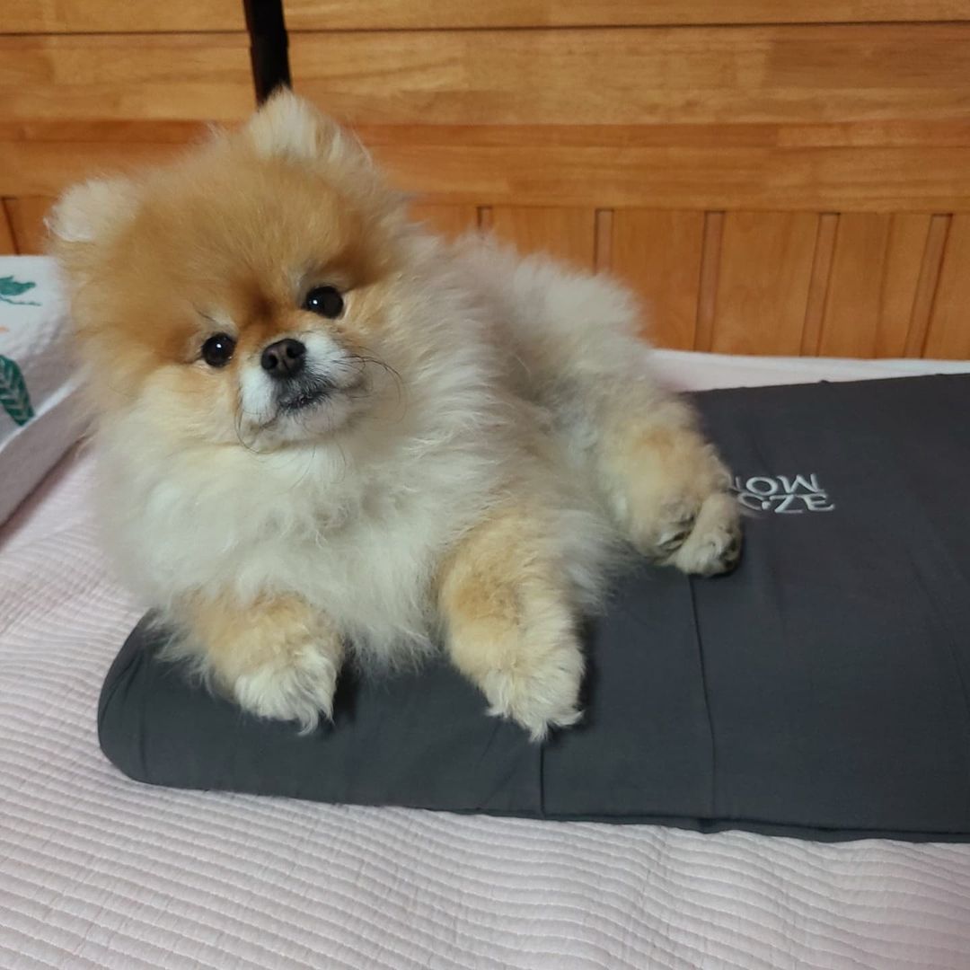 Pomeranian Puppies for sale