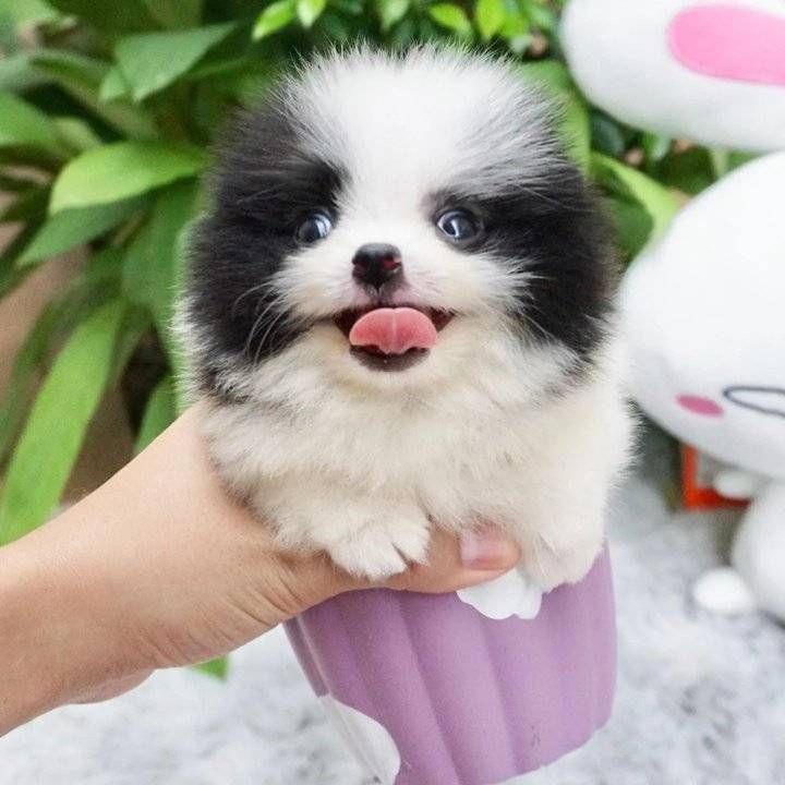 Pomeranian Puppies for sale