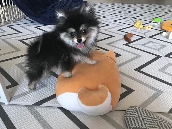Pomeranian Puppies for sale