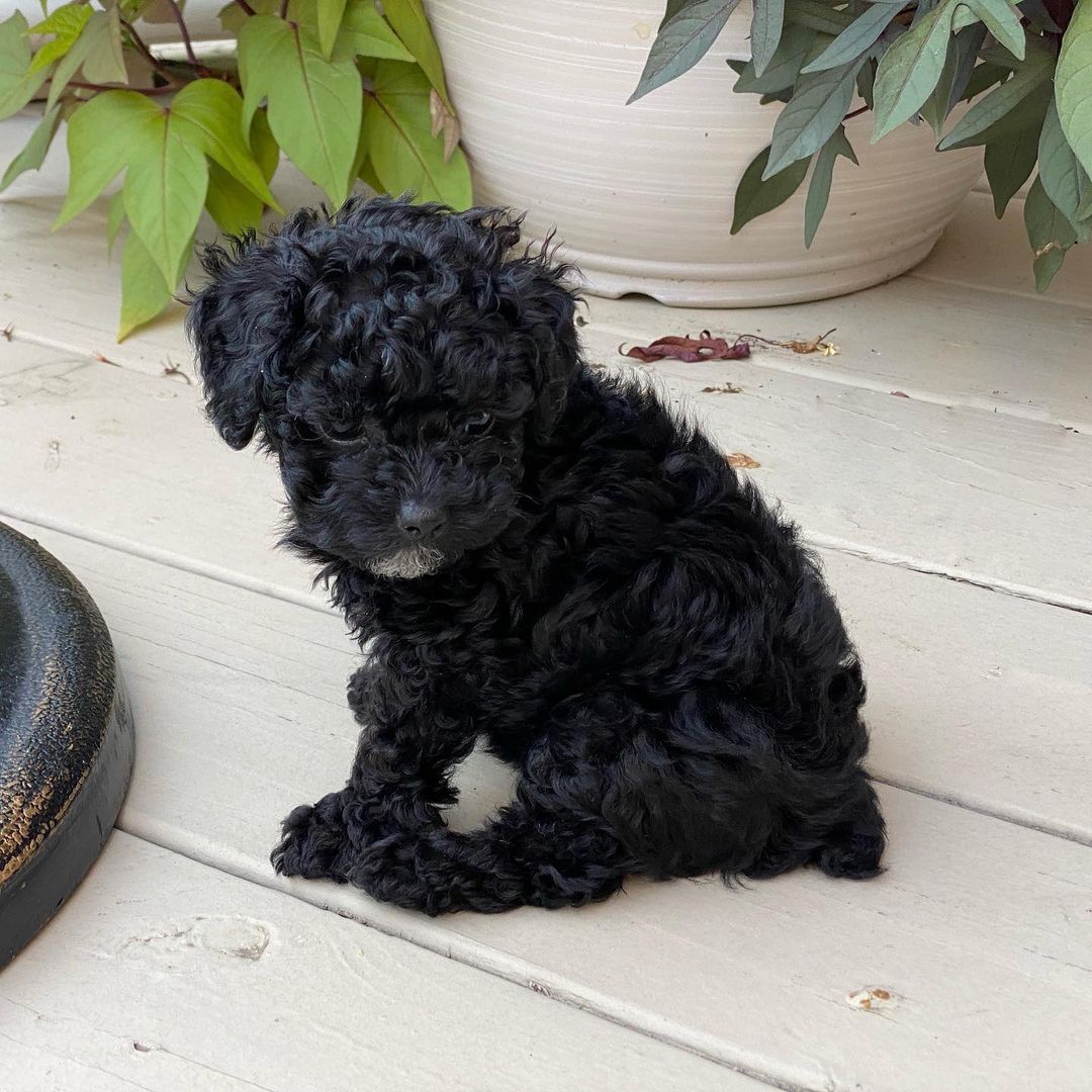 Clara Yorkie Puppies for sale