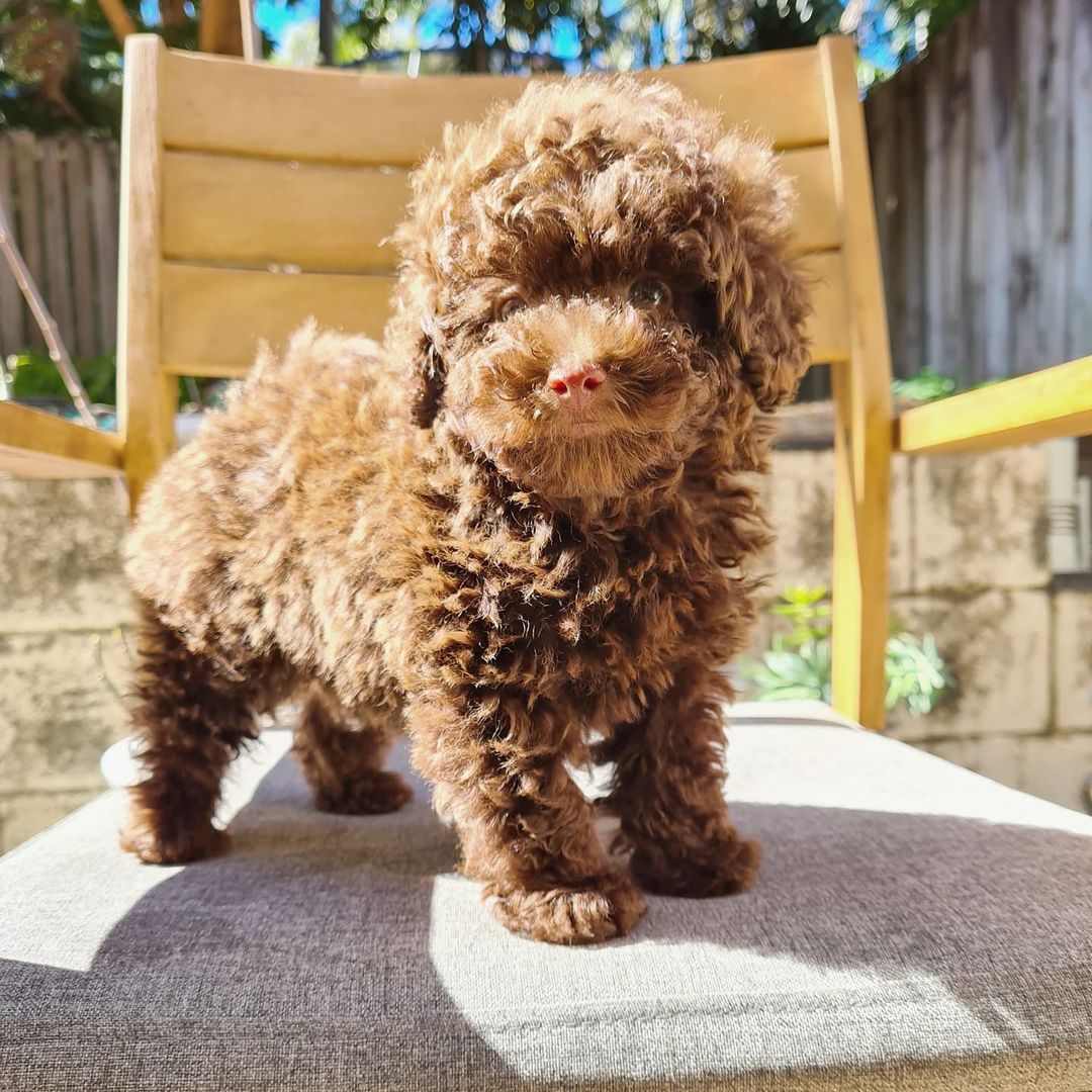 Toy Poodle puppies near me