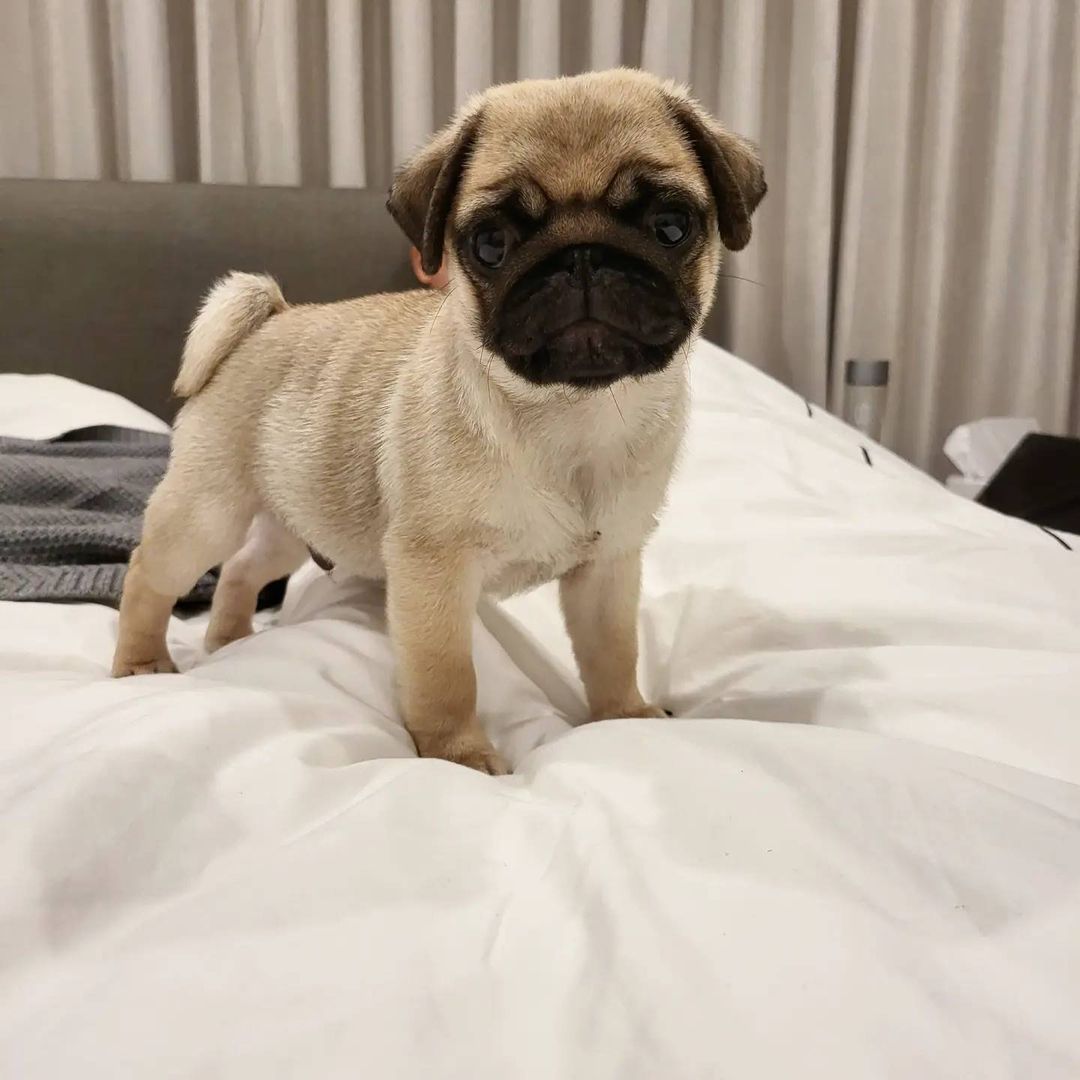 pug puppies For Sale