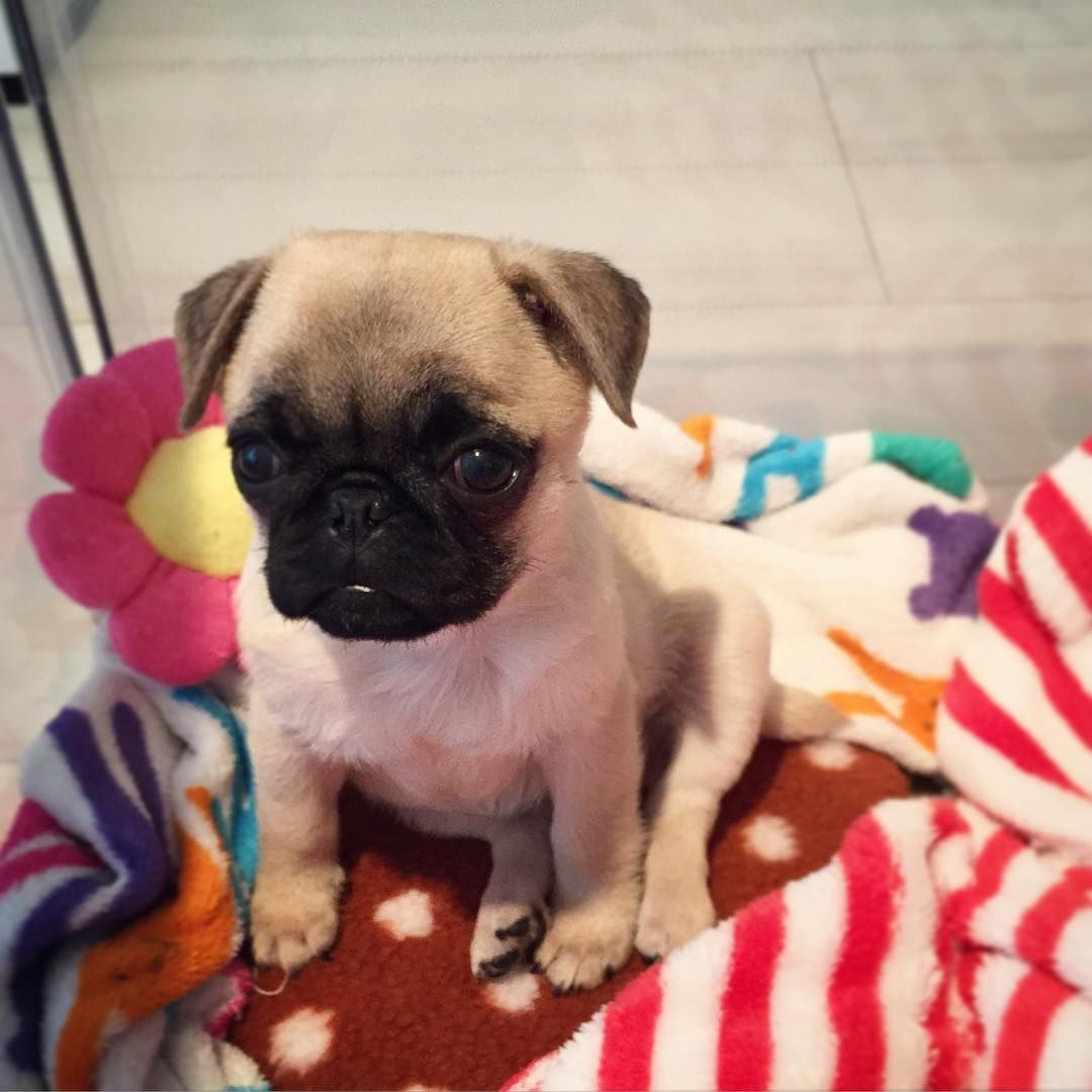 Pug Puppies For Sale - Adorable pug puppy breeder offering cute pug puppies for sale