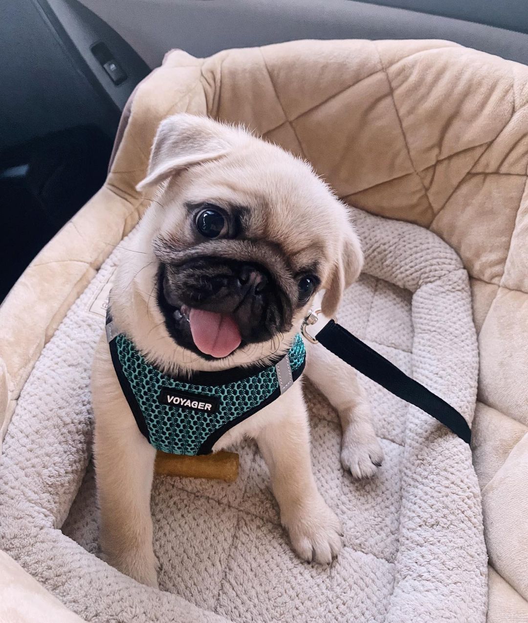 Pug Puppies For Sale - Adorable pug puppy breeder offering cute pug puppies for sale
