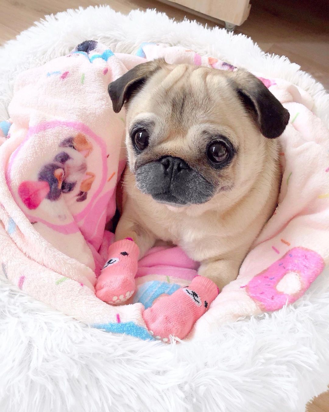 Pug Puppies For Sale - Adorable pug puppy breeder offering cute pug puppies for sale