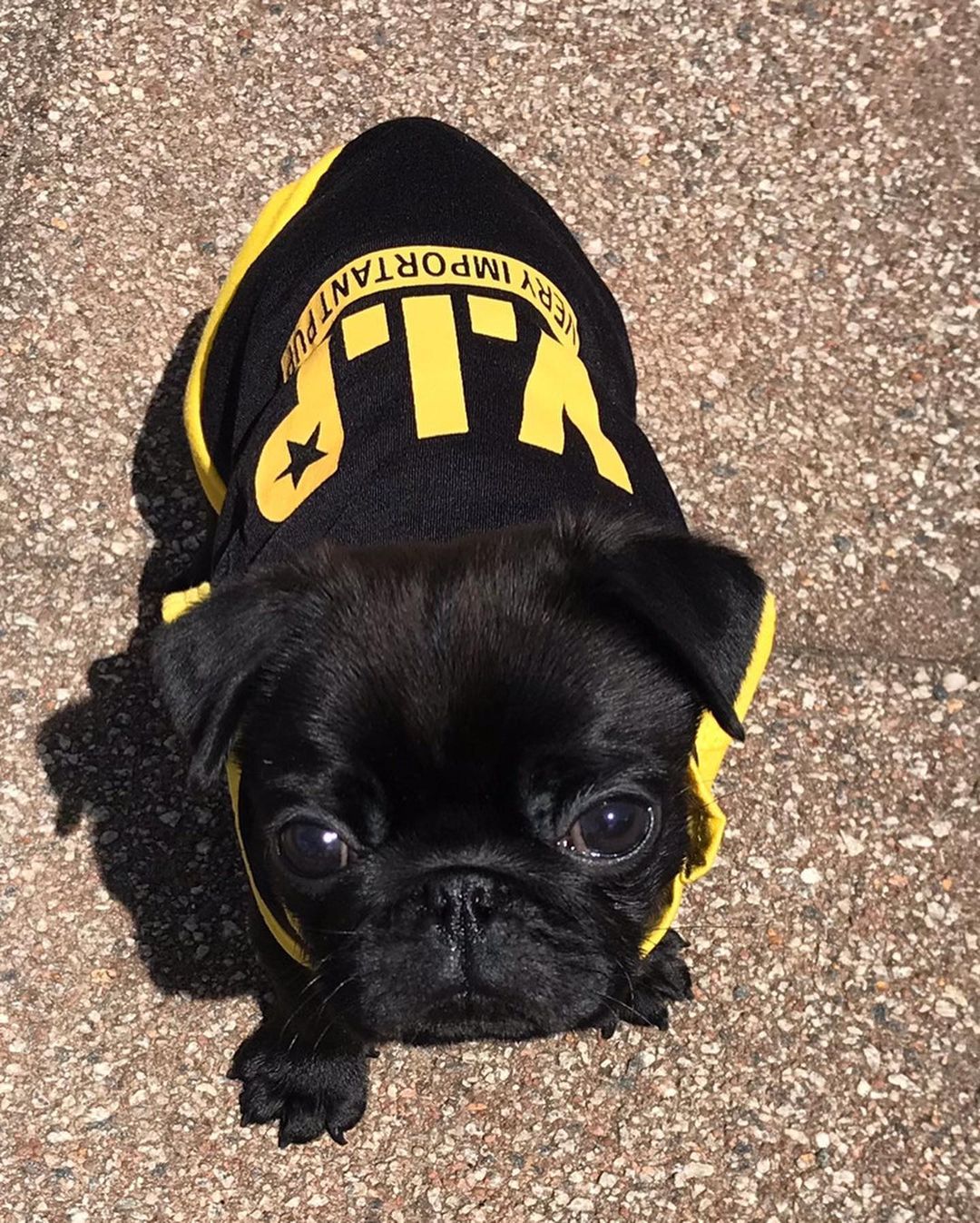 Pug Puppies For Sale - Adorable pug puppy breeder offering cute pug puppies for sale