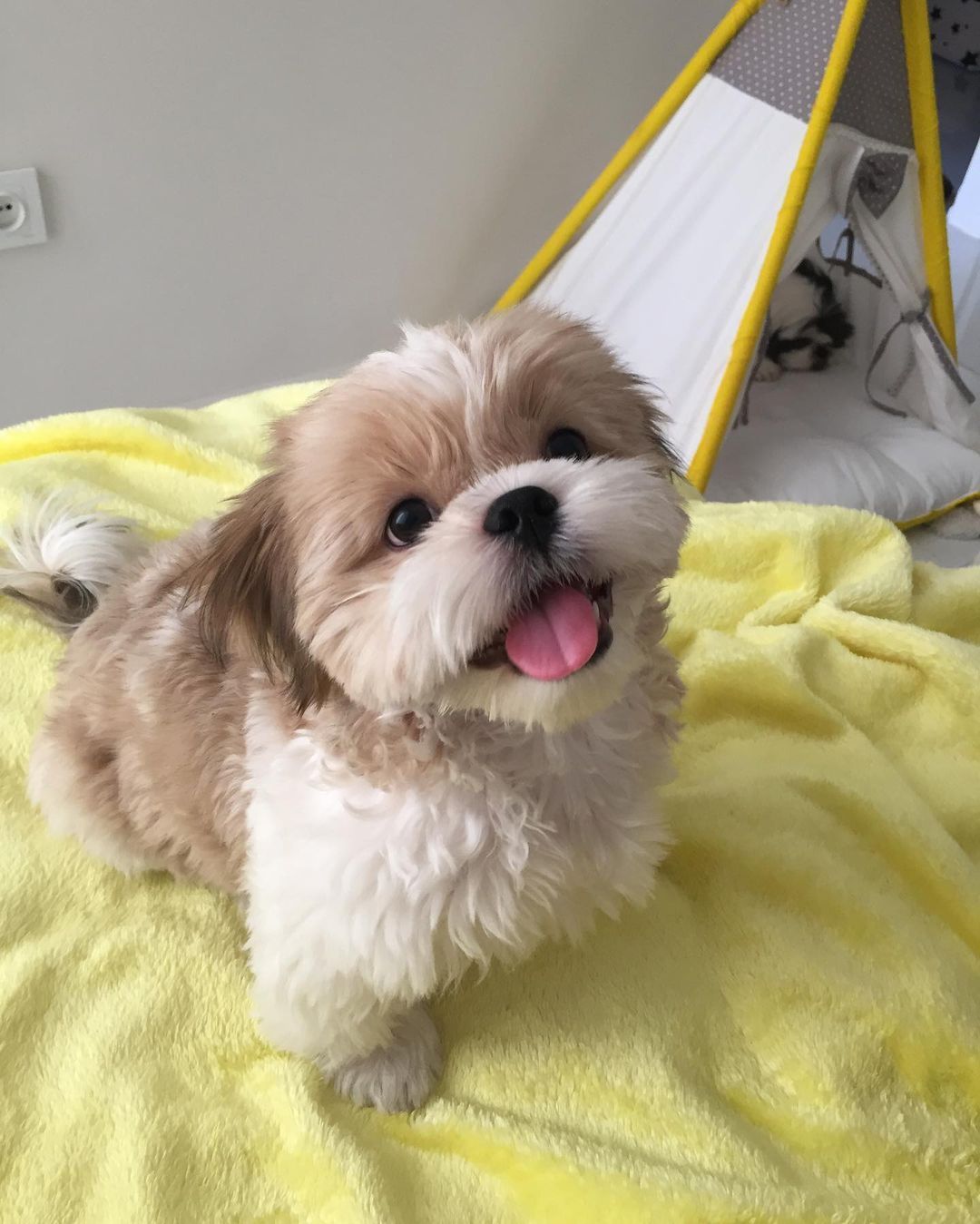 Clara Yorkie Puppies for sale