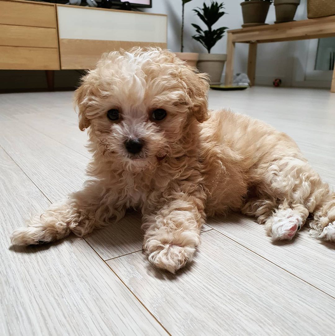 Toy Poodle puppies for adoption