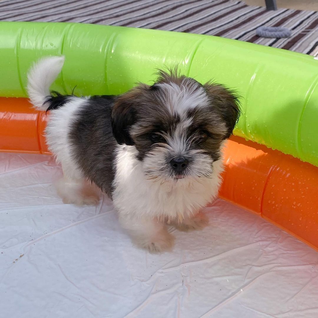 Shih Tzu pups for sale