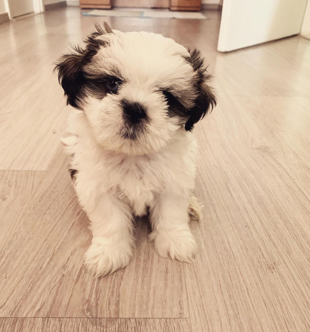 Shih Tzu puppies available