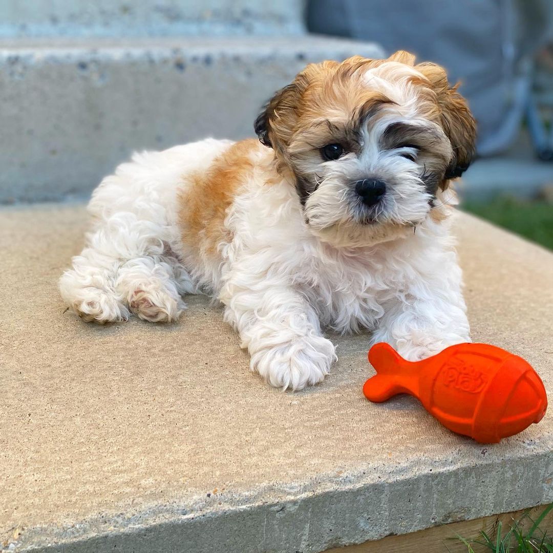 Shih-Tzu Puppies For Sale