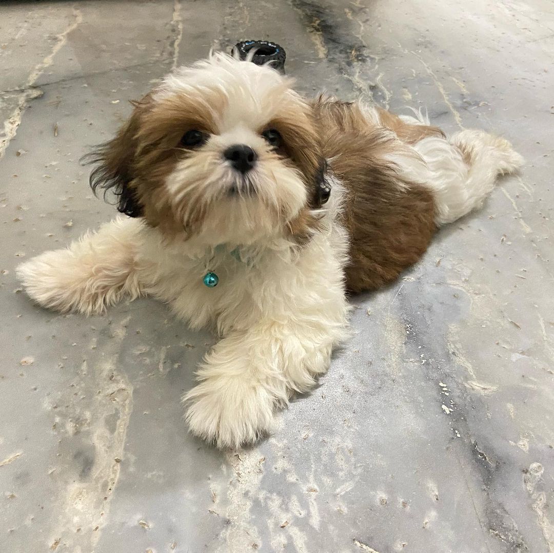 Shih Tzu puppies for adoption