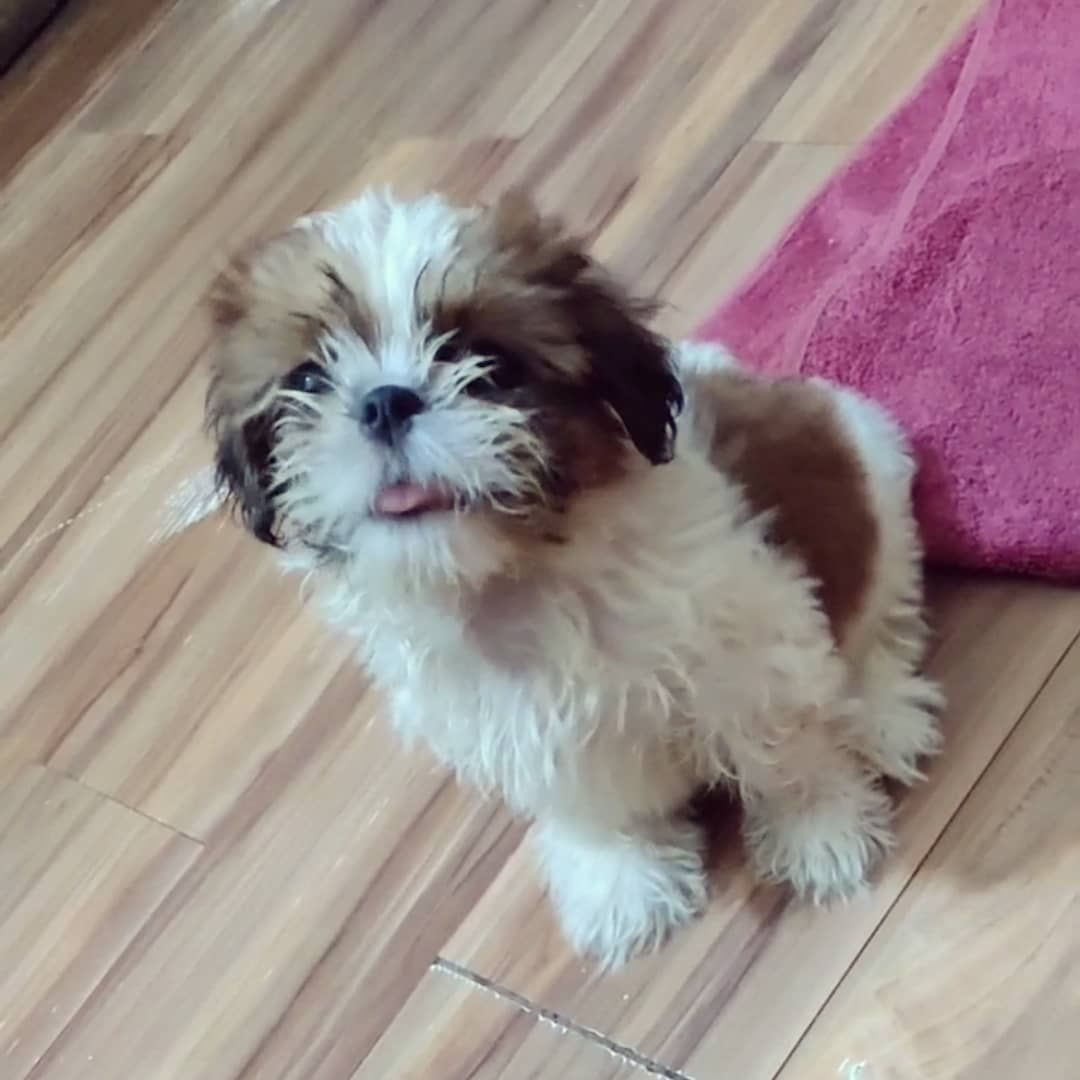 Shih Tzu breeders