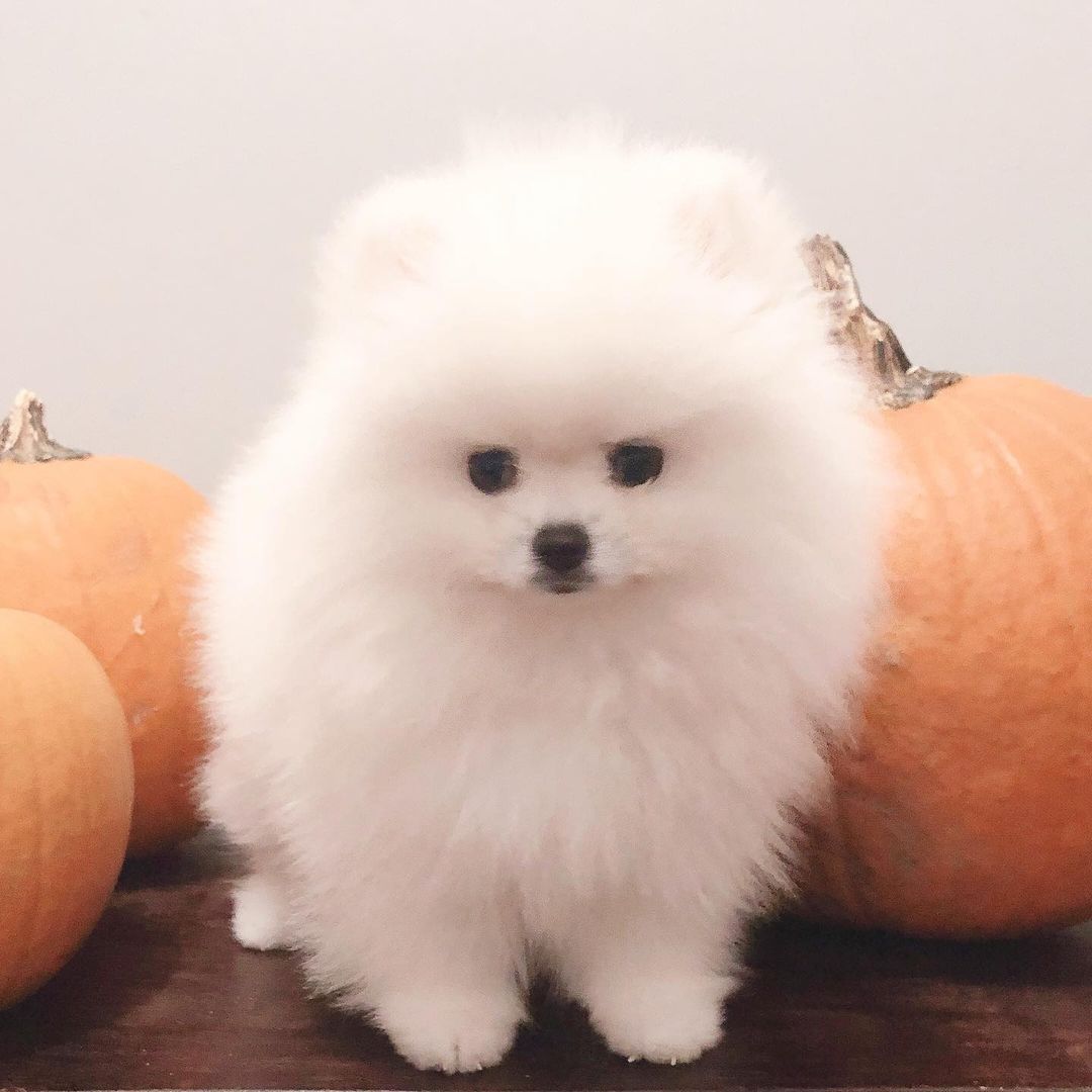 Pomeranian Puppies for sale