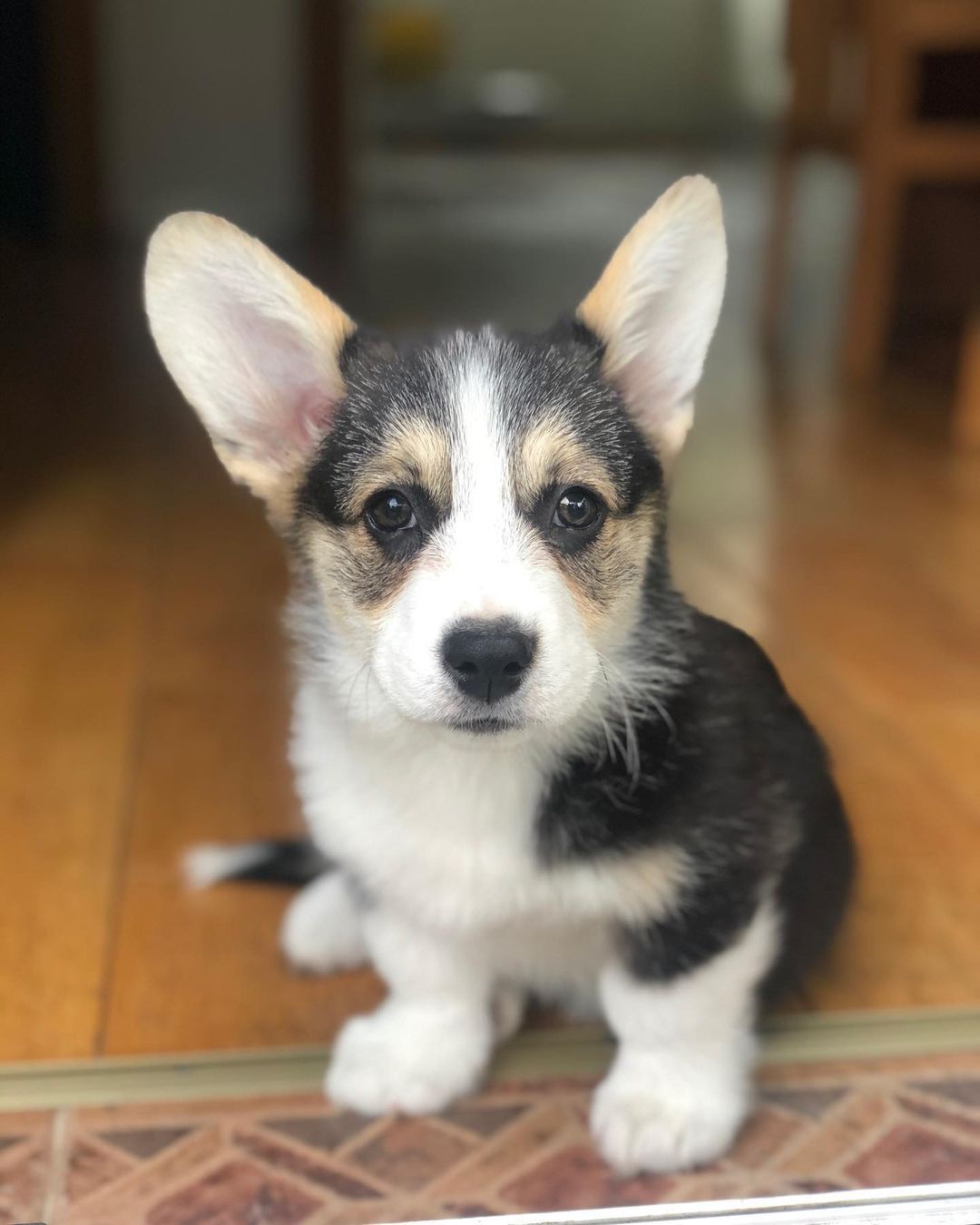 Corgi pups for sale