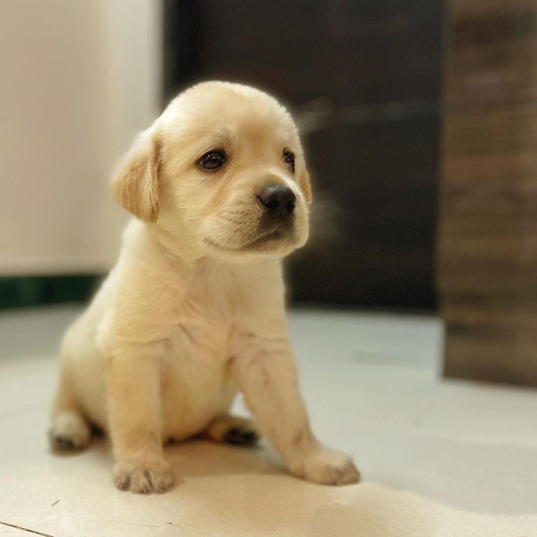 Black Labrador Retriever puppies for sale