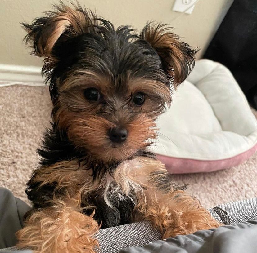 Clara Yorkie Puppies for sale