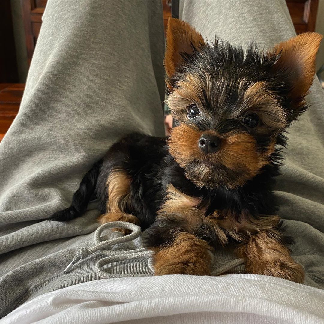 Yorkie puppies near me