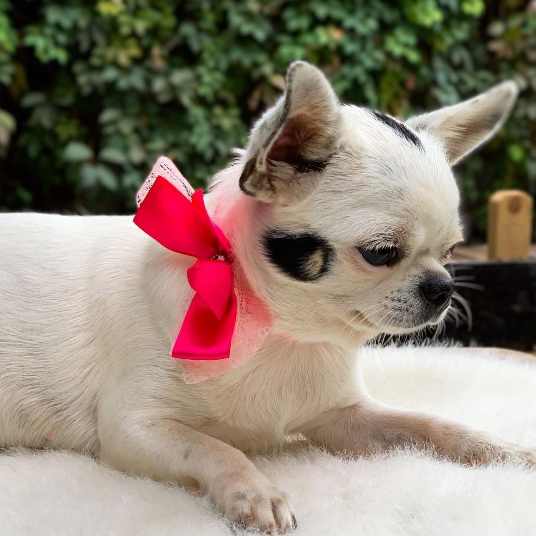 Clara Chihuahua Puppies For Sale - Healthy Chihuahua Puppy