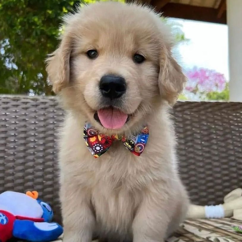 Golden Retriever Puppies For Sake