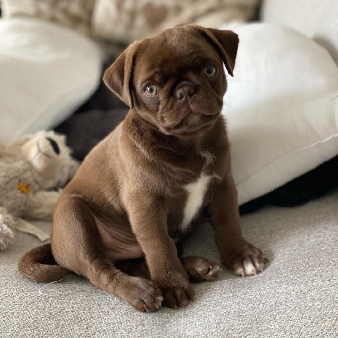 Pug Puppies For Sale - Adorable pug puppy breeder offering cute pug puppies for sale
