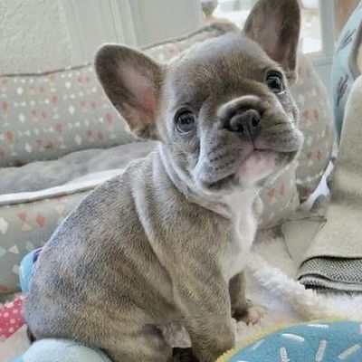 French Bulldog Puppies For Sale
