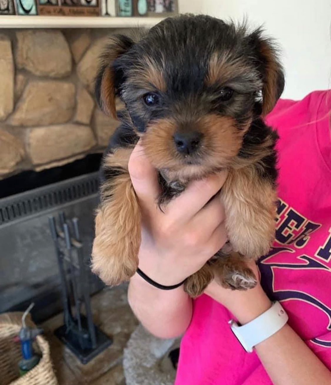 teacup yorkie puppies for sale