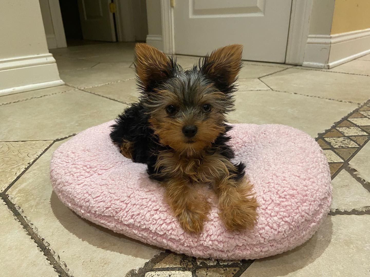 Yorkie puppies for sale