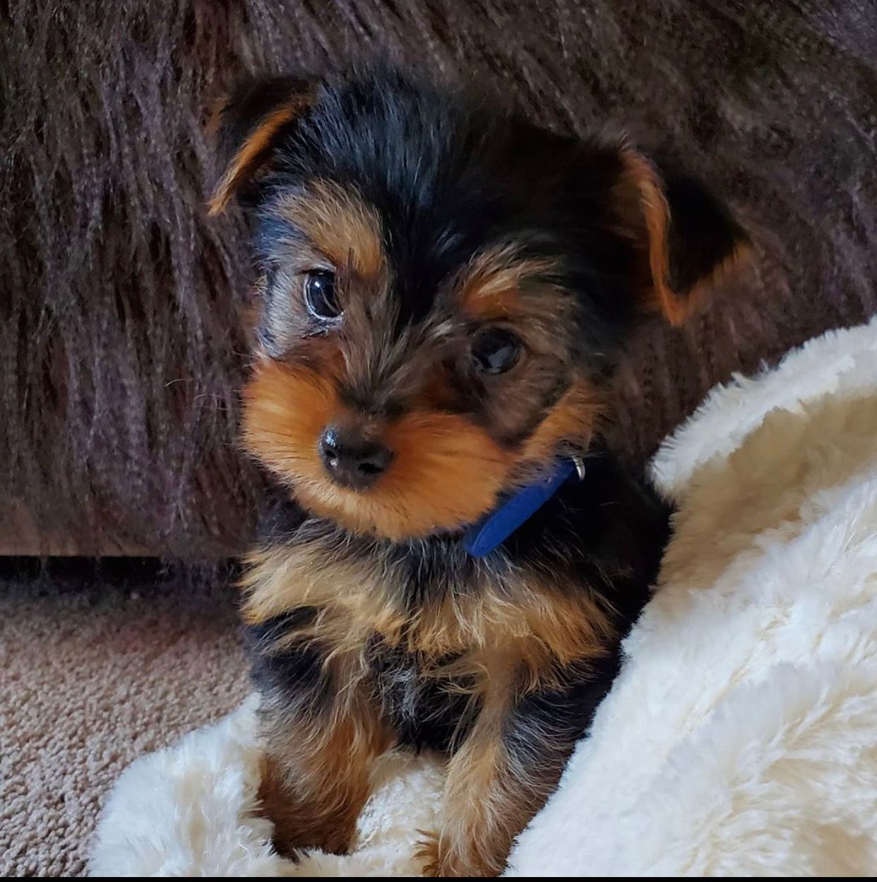 Yorkie puppies available
