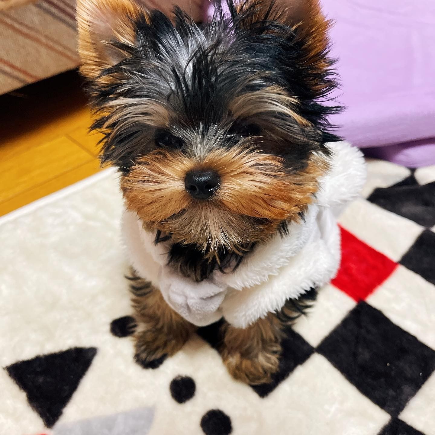 Yorkshire Terrier puppies for sale