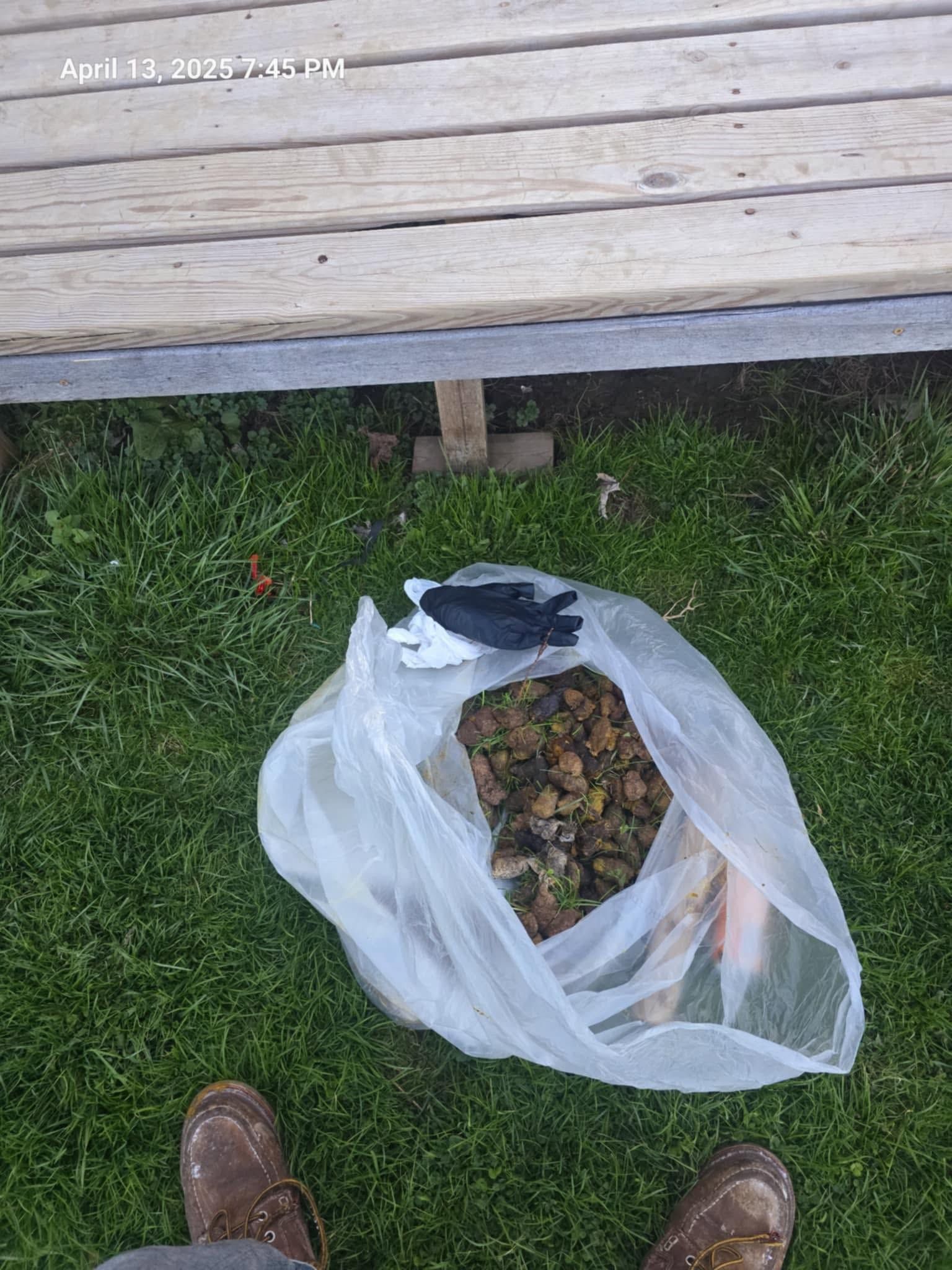 Plastic bag of leaves on grass beside a wooden bench, with a brown shoe visible at bottom left
