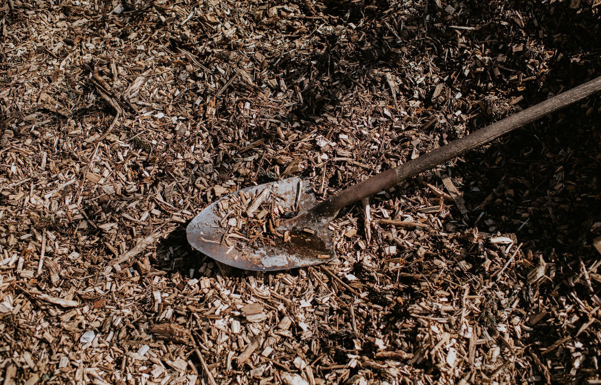 A garden trowel resting in wood chips and mulch on the ground.