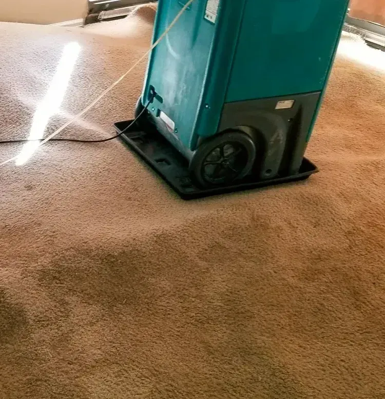 Teal carpet-cleaning machine on tan carpet with a wet cleaning path nearby