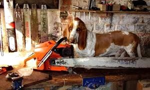 I'm Bandit . . . they left me in charge Can I help? ? ?