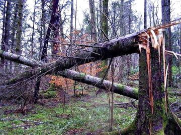 Time for a clear up . . . Storm - Sitka Spruce through the phone lines