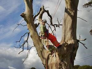 Just hanging around up here Taking down a dead Elm