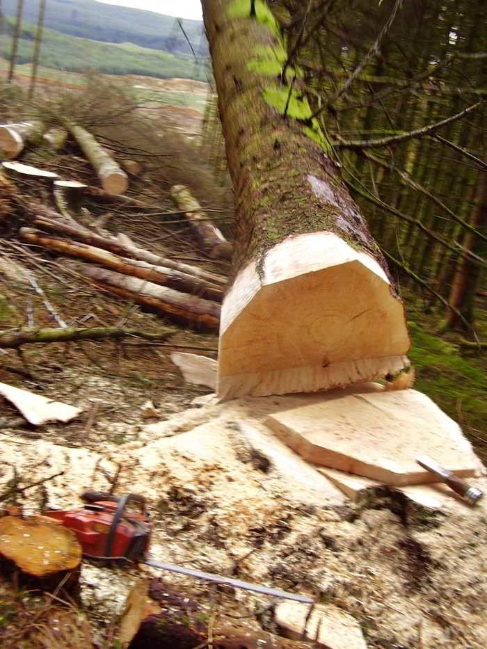Timberrrrrrr . . . Tree felled