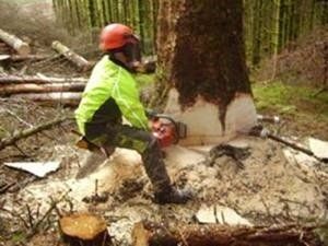 Almost there . . . Tree felling