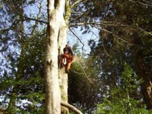 Tree surgeon at work