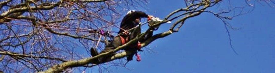 Out on a limb