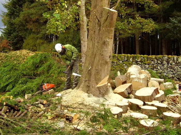 Tree surgeons at work