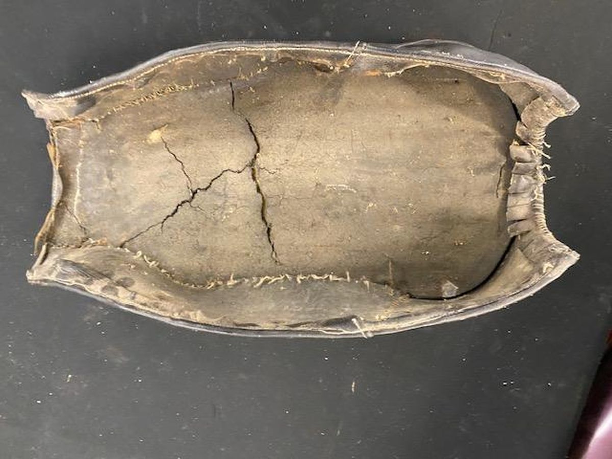 The inside of a turtle shell is shown on a table.