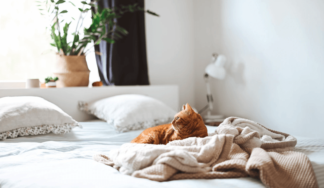 Cat on a bed at home in appreciation