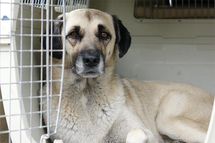 Dog inside a crate, tan and black fur, sad expression.