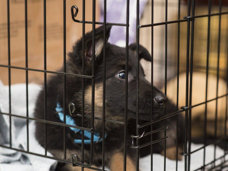 Crate Training Benefits: Why A Crate Is Great for You and Your Dog