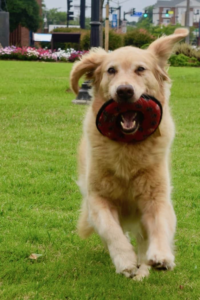 Golden retriever running on grass, with a red frisbee in mouth, outdoors.