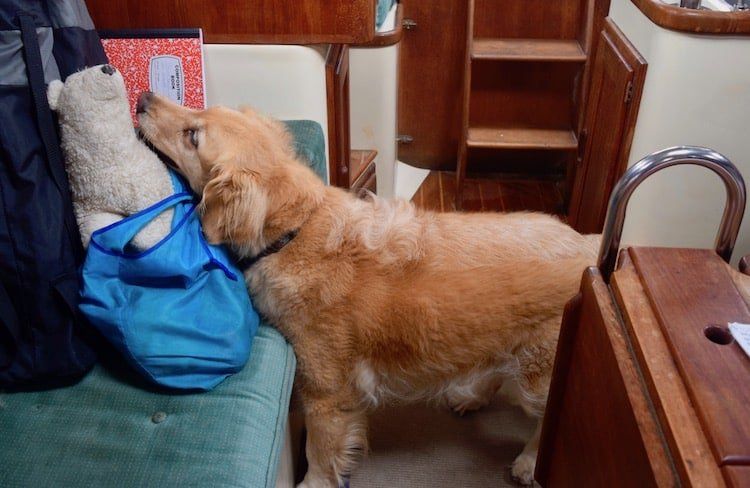 Golden retriever dog sniffing a stuffed animal on a boat's bench. The boat has wooden interiors.