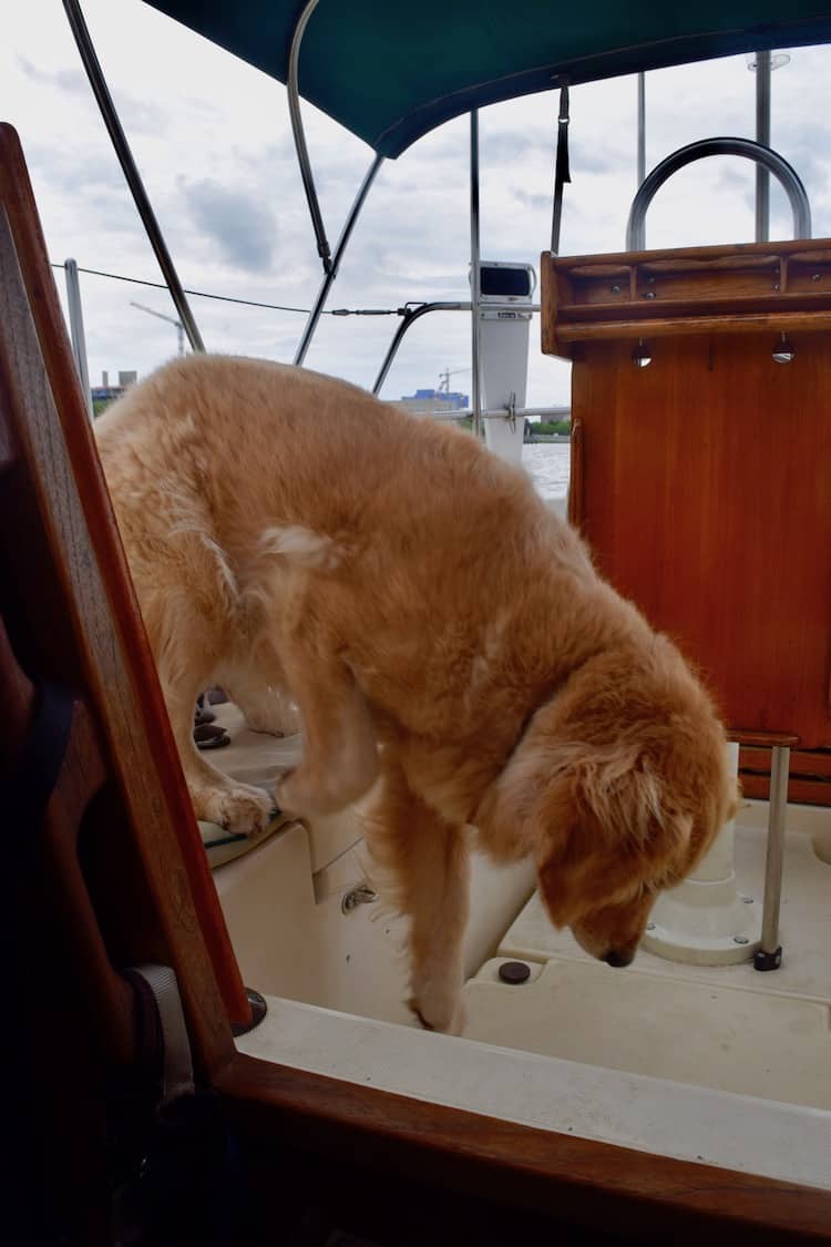Golden retriever dog on a boat, looking down. Beige fur, wooden interior, cloudy sky.