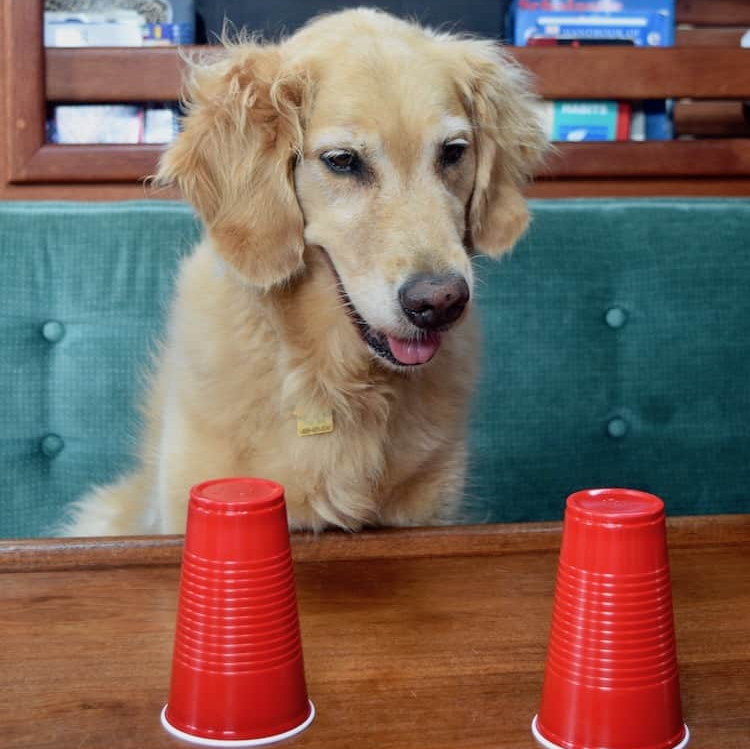 Golden retriever looking intently at two red cups on a table.