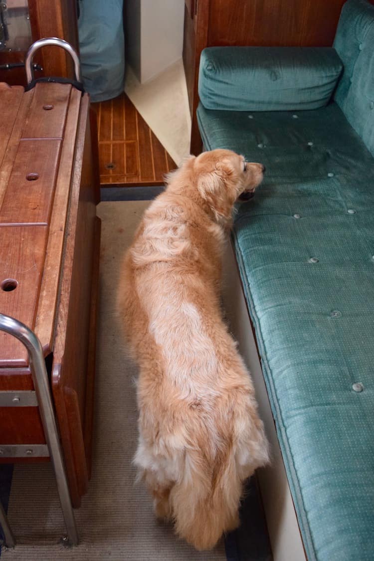 Golden Retriever dog standing between wooden table and teal couch on a boat.